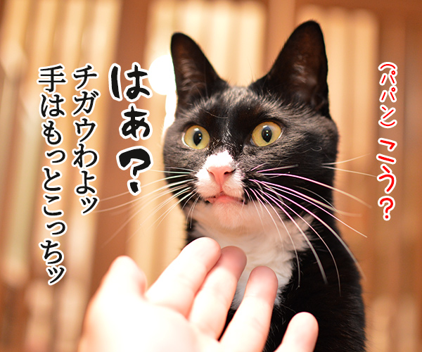 ほらッほらッ　猫の写真で４コマ漫画　３コマ目ッ