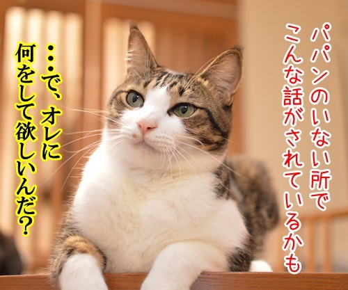 パパンが調子わるいとき　猫の写真で４コマ漫画　１コマ目ッ