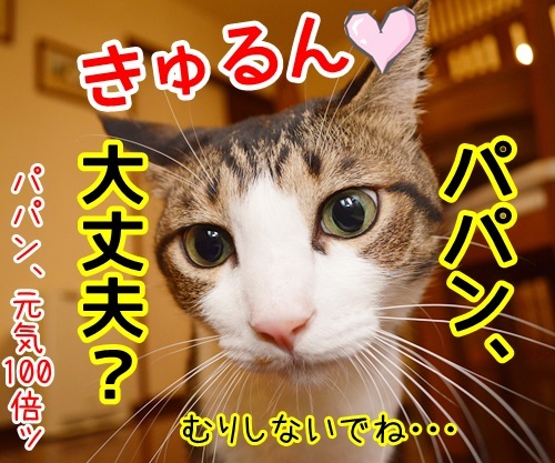 パパンが調子わるいとき　猫の写真で４コマ漫画　４コマ目ッ