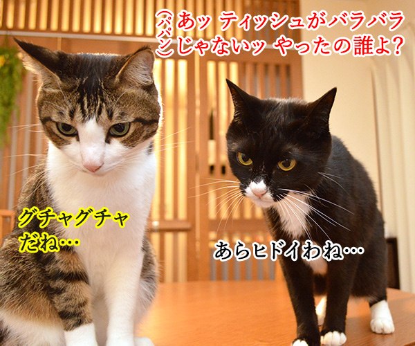 だれがやったのッ？　猫の写真で４コマ漫画　１コマ目ッ