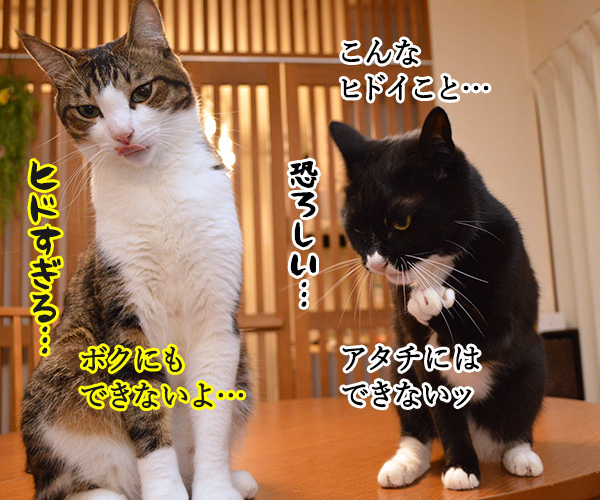 だれがやったのッ？　猫の写真で４コマ漫画　２コマ目ッ