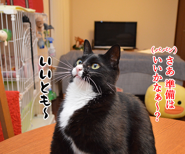 ねこじゃら、いっとく？　猫の写真で４コマ漫画　２コマ目ッ