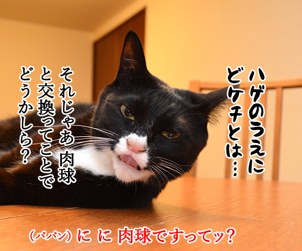 オヤツちょーだいッ　猫の写真で４コマ漫画　２コマ目ッ