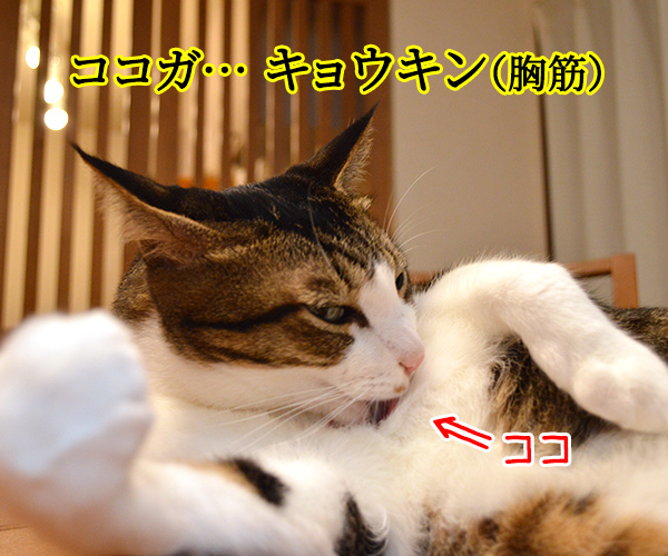 スベテ キタエレバ キミモ…　猫の写真で４コマ漫画　１コマ目ッ