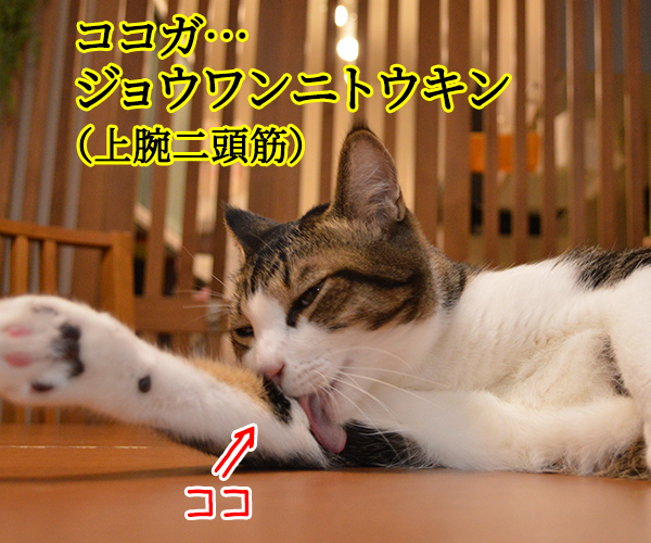 スベテ キタエレバ キミモ…　猫の写真で４コマ漫画　２コマ目ッ