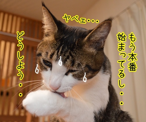 ドタキャン　猫の写真で４コマ漫画　２コマ目ッ