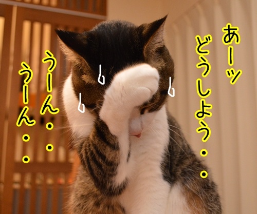 ドタキャン　猫の写真で４コマ漫画　３コマ目ッ