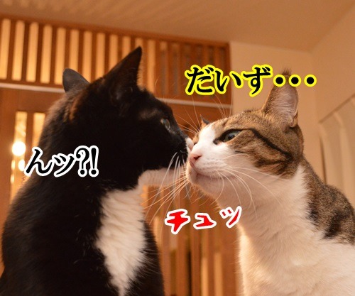 ナツカＣＭ　其の一　猫の写真で４コマ漫画　３コマ目ッ