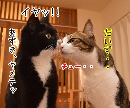 アタチ、じつは…　猫の写真で４コマ漫画　１コマ目ッ