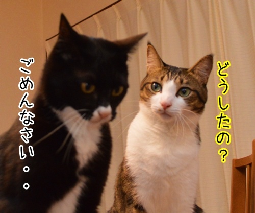 アタチ、じつは…　猫の写真で４コマ漫画　２コマ目ッ