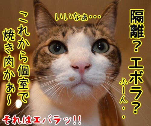 アタチ、じつは…　猫の写真で４コマ漫画　４コマ目ッ