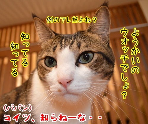 妖怪ウォッチ　猫の写真で４コマ漫画　２コマ目ッ