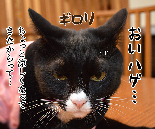 ダサくない？　猫の写真で４コマ漫画　１コマ目ッ