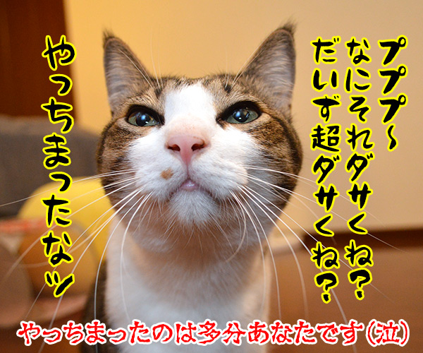 ダサくない？　猫の写真で４コマ漫画　４コマ目ッ