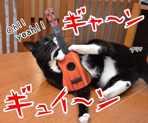 音楽っていいねッ　猫の写真で４コマ漫画　１コマ目ッ