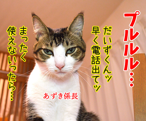 OLだいず　猫の写真で４コマ漫画　２コマ目ッ