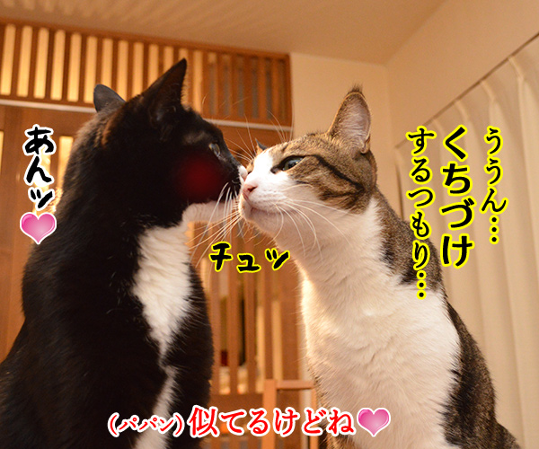 するつもり　猫の写真で４コマ漫画　４コマ目ッ