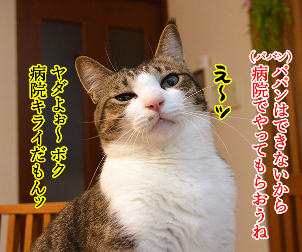 クサ汁　猫の写真で４コマ漫画　３コマ目ッ