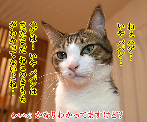 教えてッ　あずき先生ッ　猫の写真で４コマ漫画　１コマ目ッ