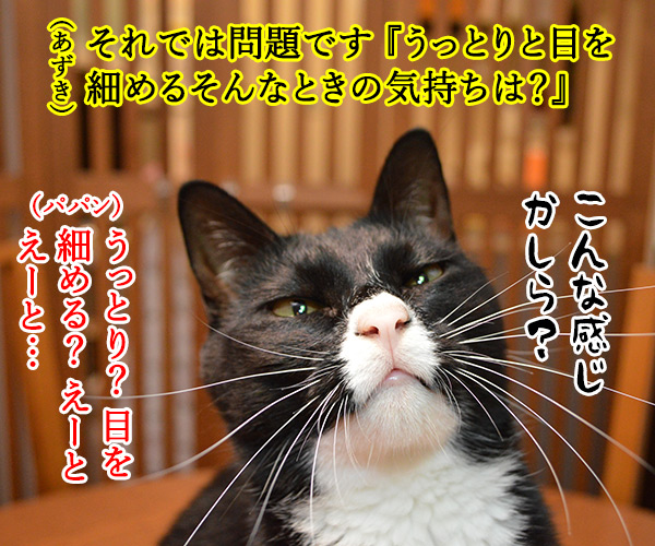 教えてッ　あずき先生ッ　猫の写真で４コマ漫画　２コマ目ッ