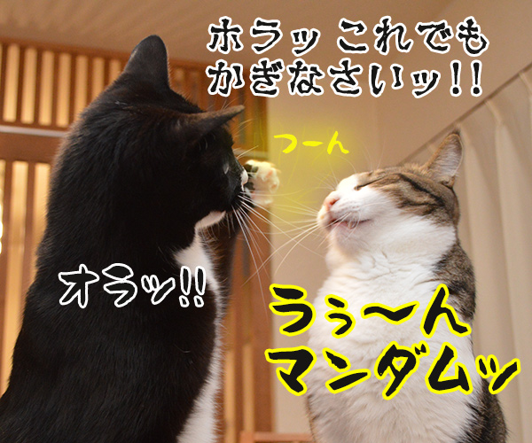 うぅ～ん…　猫の写真で４コマ漫画　４コマ目ッ