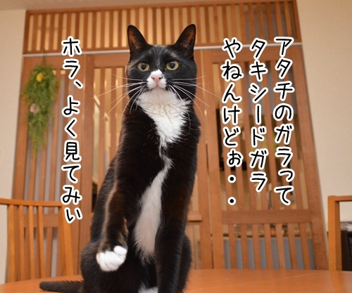 やねんけど　猫の写真で４コマ漫画　１コマ目ッ