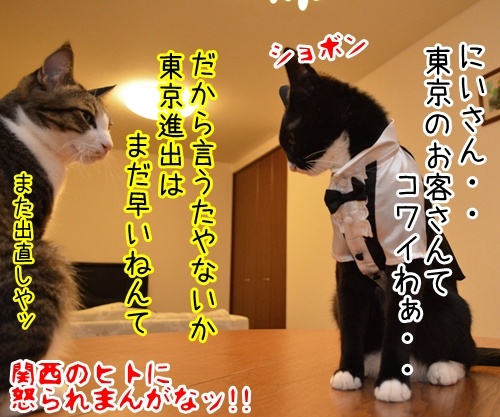 やねんけど　猫の写真で４コマ漫画　４コマ目ッ