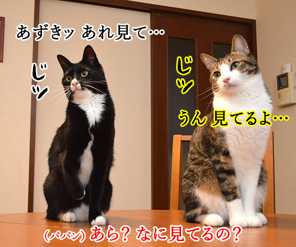 ただいまぁ　其の四　猫の写真で４コマ漫画　２コマ目ッ