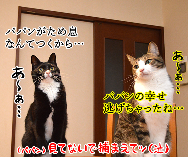 ただいまぁ　其の四　猫の写真で４コマ漫画　４コマ目ッ