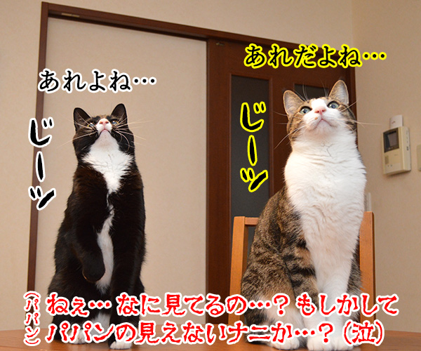 ただいまぁ　其の四　猫の写真で４コマ漫画　３コマ目ッ