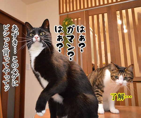 どうおとしまえつけるつもり？　猫の写真で４コマ漫画　２コマ目ッ