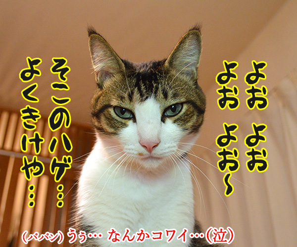 どうおとしまえつけるつもり？　猫の写真で４コマ漫画　３コマ目ッ