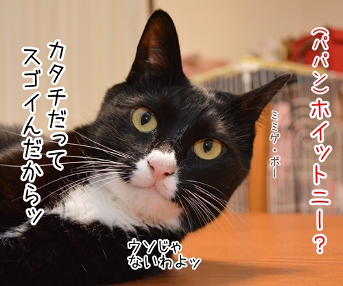 ブリブリブリトニー　猫の写真で４コマ漫画　２コマ目ッ