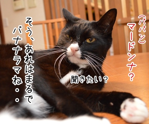 ブリブリブリトニー　猫の写真で４コマ漫画　３コマ目ッ