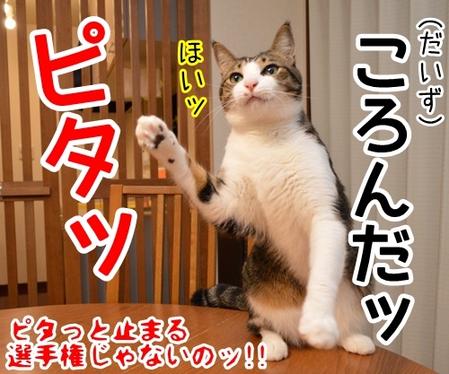 だるまさんがッ　猫の写真で４コマ漫画　４コマ目ッ