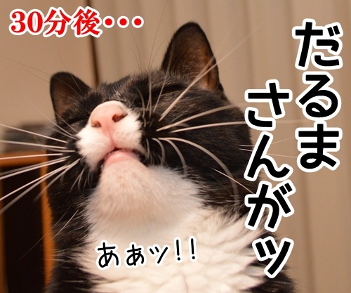 だるまさんがッ　猫の写真で４コマ漫画　３コマ目ッ