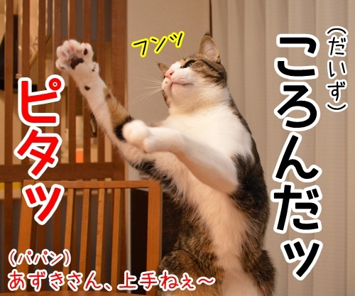 だるまさんがッ　猫の写真で４コマ漫画　２コマ目ッ