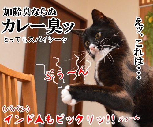 パパンの加齢臭　猫の写真で４コマ漫画　４コマ目ッ