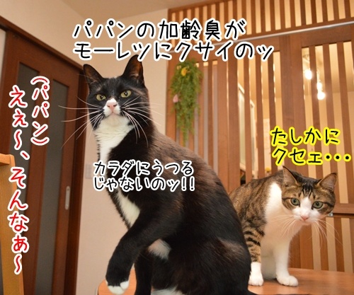 パパンの加齢臭　猫の写真で４コマ漫画　２コマ目ッ