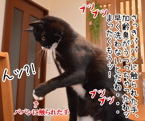 パパンの加齢臭　猫の写真で４コマ漫画　３コマ目ッ