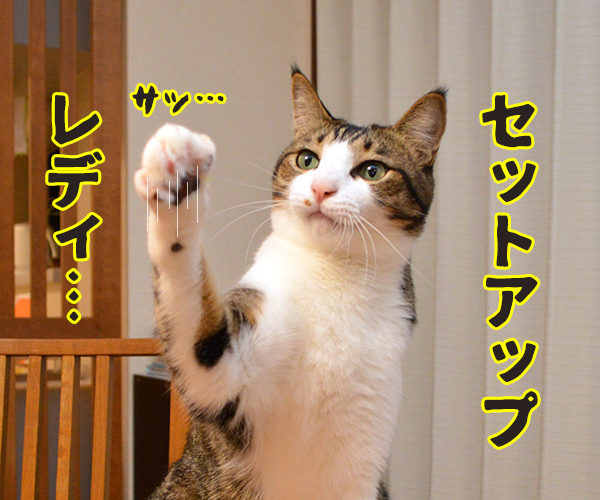 ボク すごいでしょ？　猫の写真で４コマ漫画　１コマ目ッ