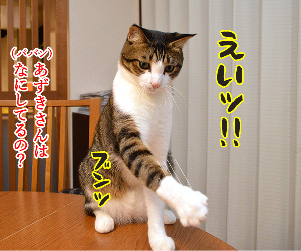 ボク すごいでしょ？　猫の写真で４コマ漫画　３コマ目ッ