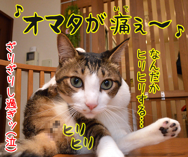 あ～よかった　猫の写真で４コマ漫画　４コマ目ッ