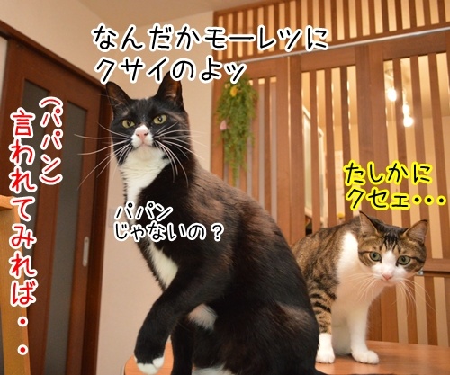 これはなに？？？　猫の写真で４コマ漫画　２コマ目ッ