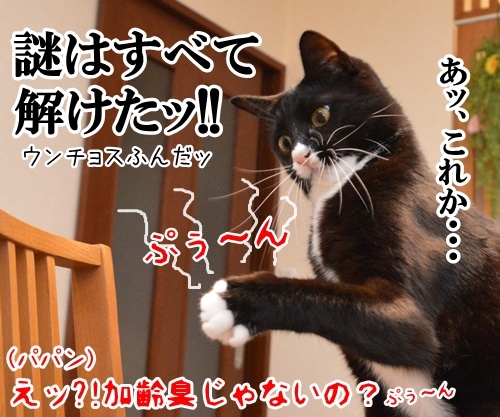 これはなに？？？　猫の写真で４コマ漫画　４コマ目ッ