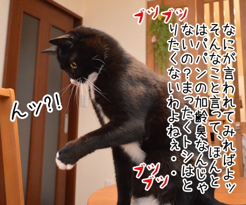 これはなに？？？　猫の写真で４コマ漫画　３コマ目ッ