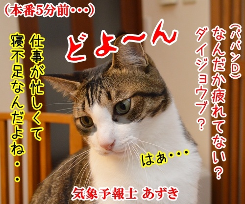 気象予報士 あずき　其の二　猫の写真で４コマ漫画　１コマ目ッ