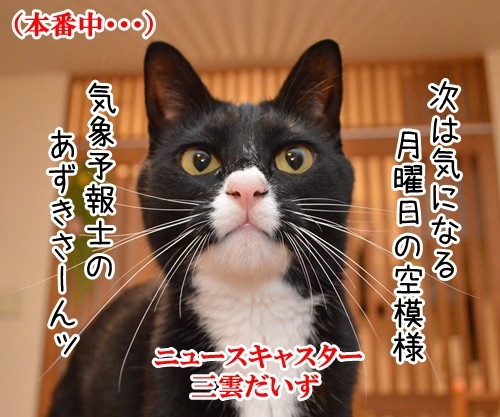 気象予報士 あずき　其の二　猫の写真で４コマ漫画　２コマ目ッ