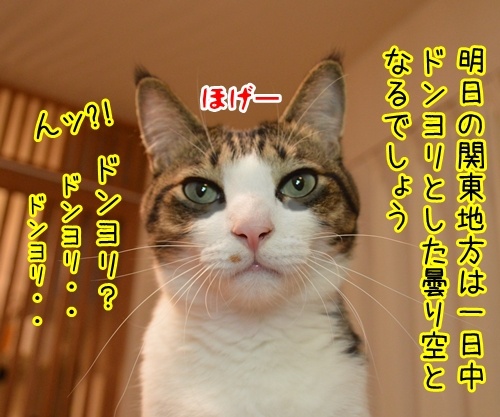 気象予報士 あずき　其の二　猫の写真で４コマ漫画　３コマ目ッ