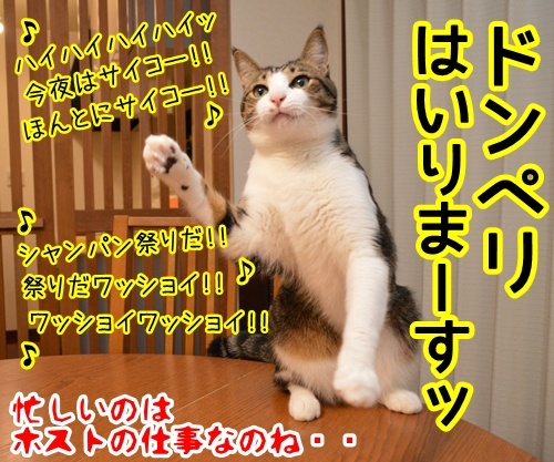 気象予報士 あずき　其の二　猫の写真で４コマ漫画　４コマ目ッ